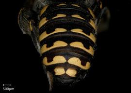   Anthidium maculifrons nbsp;male abdomen, photo: Jeni Sidwell 
